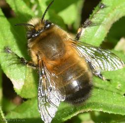 Hairy-footed Flower Bee