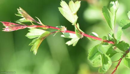 image for Common Hawthorn type 45