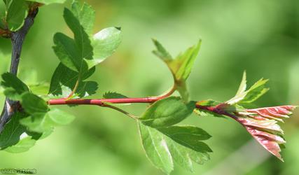 Common Hawthorn type 45