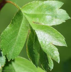 Common Hawthorn type 45