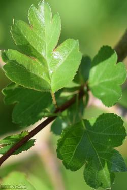 Common Hawthorn type 45