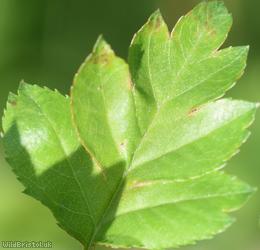 Common Hawthorn type 45