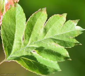 Common Hawthorn type 45