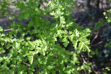 Common Hawthorn type 46