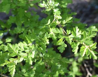 image for Common Hawthorn type 46