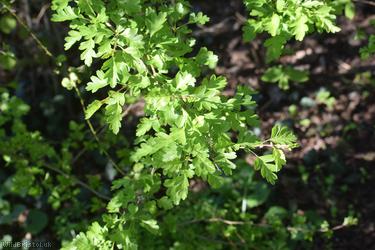Common Hawthorn type 46