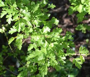 Common Hawthorn type 46