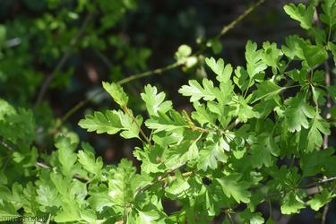 Common Hawthorn type 46