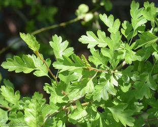 Common Hawthorn type 46