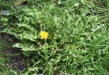 image for Black-toothed Dandelion