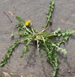 Black-toothed Dandelion
