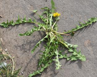 Black-toothed Dandelion