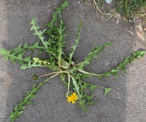 Black-toothed Dandelion