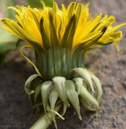 Black-toothed Dandelion