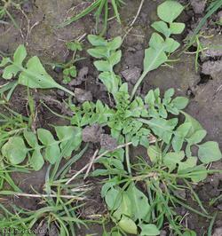 image for Shepherd's-purse type 72