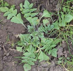 Shepherd's-purse type 72