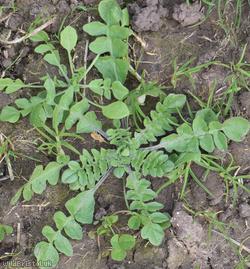 Shepherd's-purse type 72