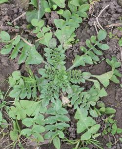 Shepherd's-purse type 72