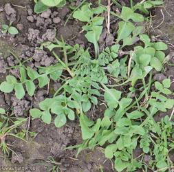 Shepherd's-purse type 72