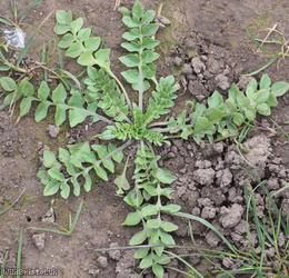 Shepherd's-purse type 72