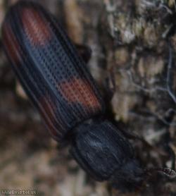 image for Cylindrical Bark Beetles