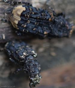 Cramp-Ball Fungus Weevil