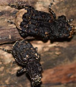 Cramp-Ball Fungus Weevil
