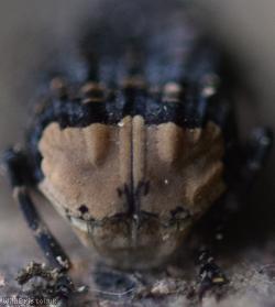 Cramp-Ball Fungus Weevil