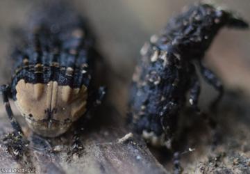 Cramp-Ball Fungus Weevil