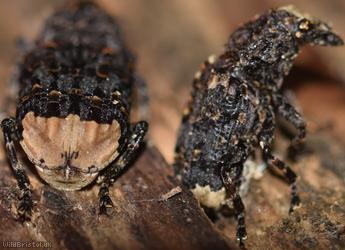 Cramp-Ball Fungus Weevil