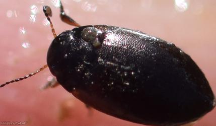 image for Hydroporus nigrita