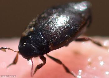 Hydroporus nigrita