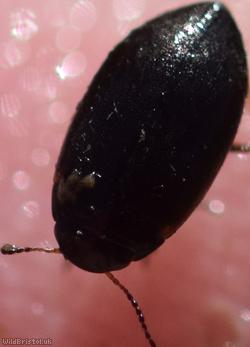 Hydroporus nigrita