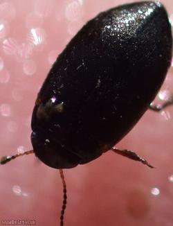 Hydroporus nigrita