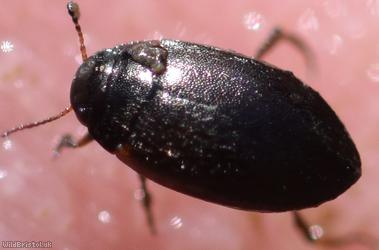 Hydroporus nigrita