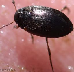 Hydroporus nigrita