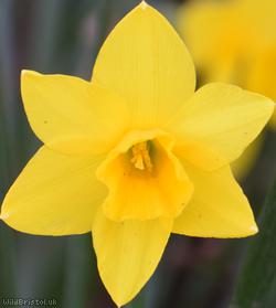 Campernelle Jonquil