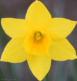 Campernelle Jonquil