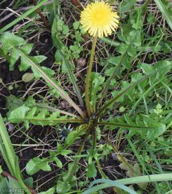 Fleshy-lobed Dandelion