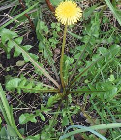 Fleshy-lobed Dandelion