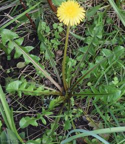 Fleshy-lobed Dandelion