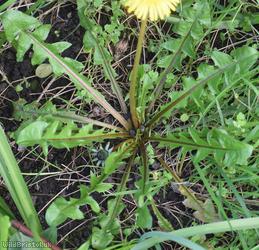 Fleshy-lobed Dandelion