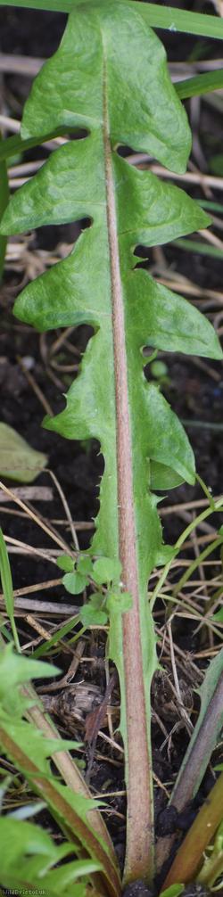 Fleshy-lobed Dandelion