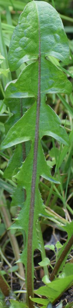 Fleshy-lobed Dandelion