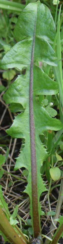 Fleshy-lobed Dandelion