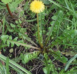 Fleshy-lobed Dandelion
