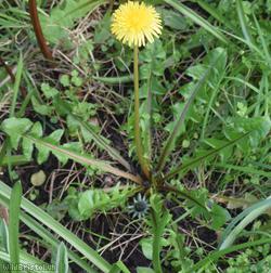 Fleshy-lobed Dandelion