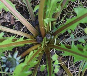 Fleshy-lobed Dandelion