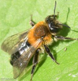 Grey-patched Mining Bee