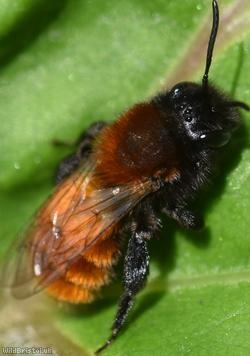 Tawny Mining Bee